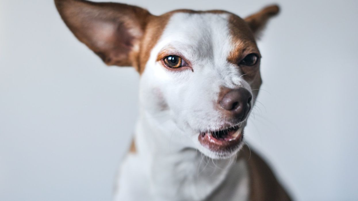 Photo of a white and brown terrier dog with a conflicted look on their face