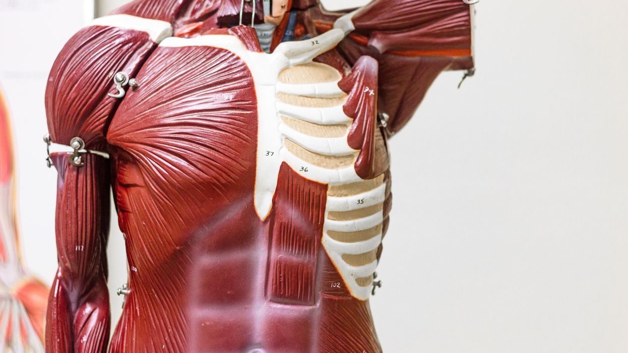 Photograph of an anatomy model