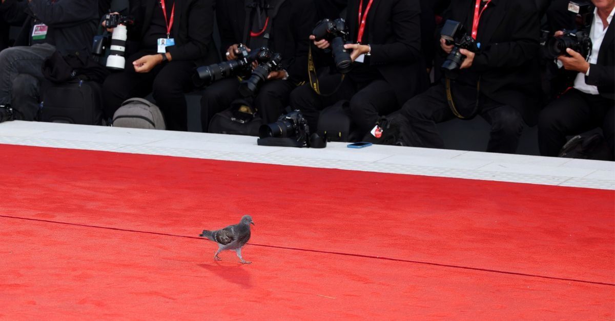 Pigeon on the red carpet