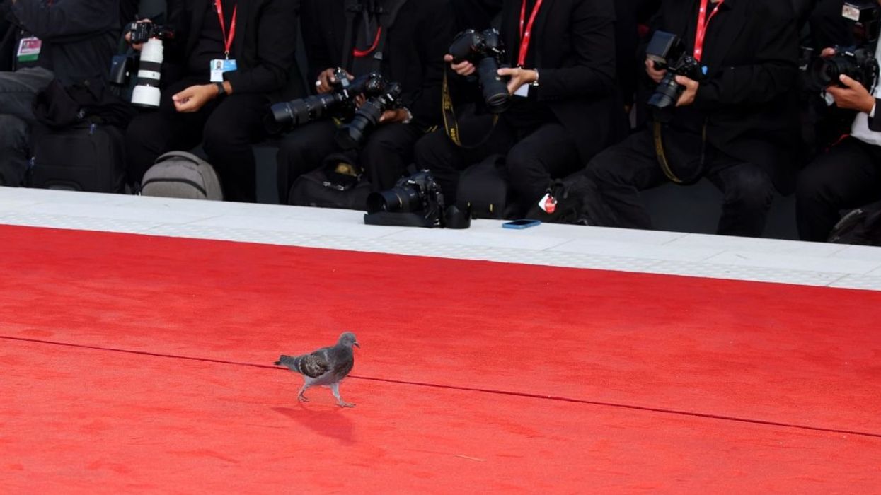Pigeon on the red carpet