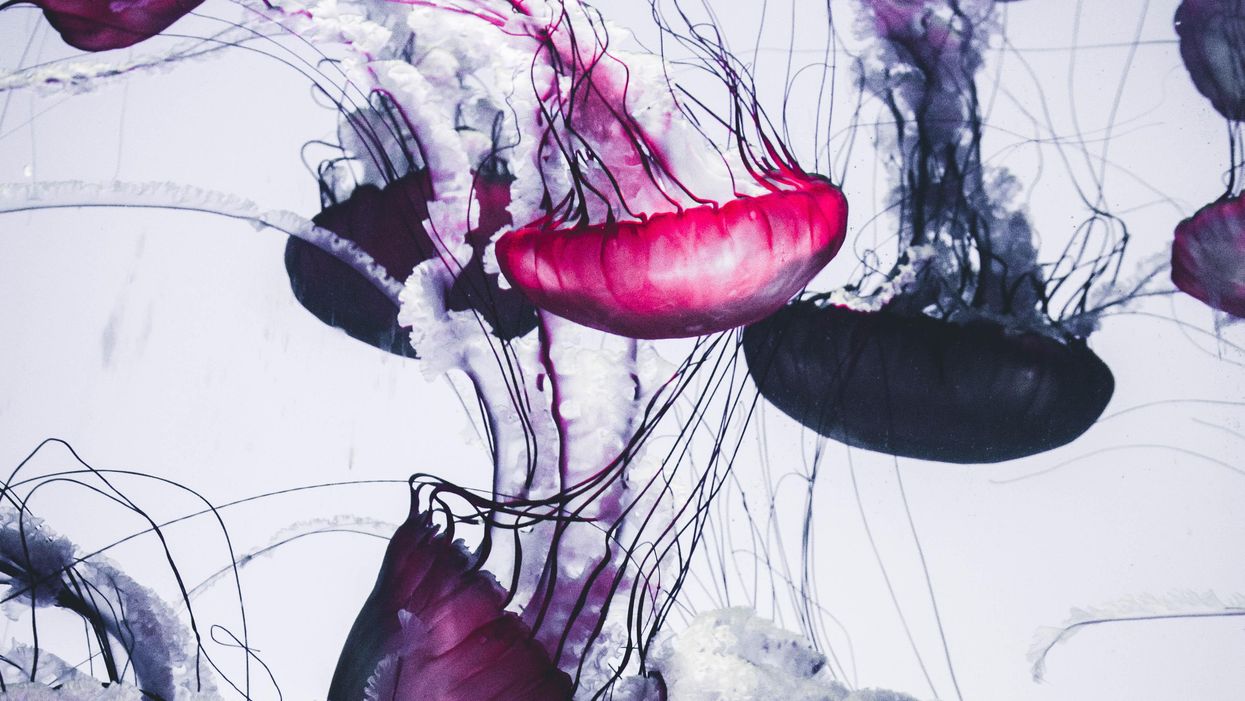 People Break Down Which Obvious Myths Some People Still Believe To Be True