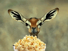 popcorn GIF