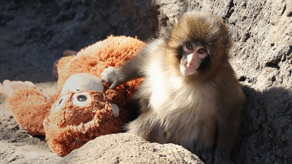 Punch the Monkey