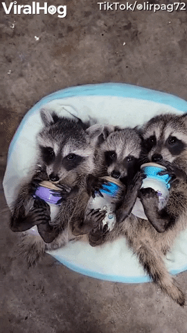 Raccoon Babies GIF by ViralHog