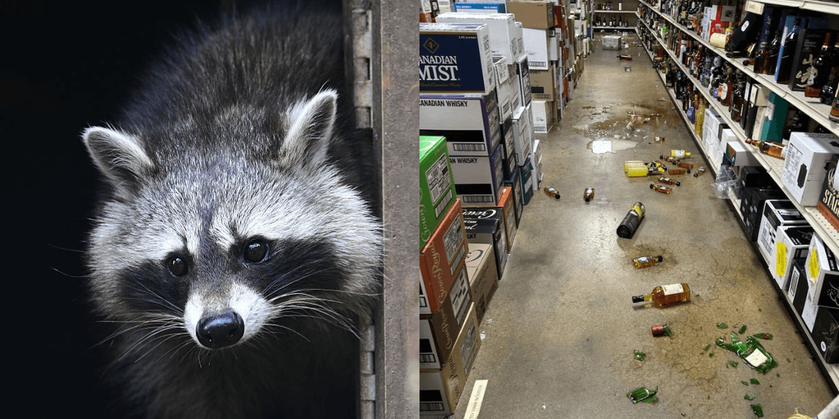 Raccoon Breaks Into Liquor Store And Passes Out: VIDEO - Comic Sands