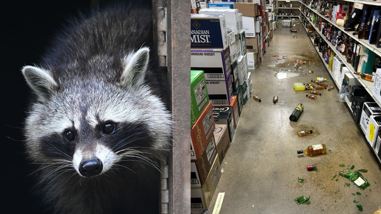 raccoon; break-in at Ashland ABC Store in Virginia