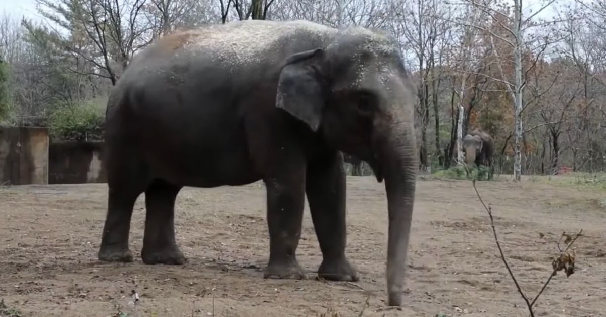 Rani the elephant