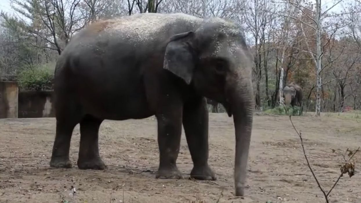 Rani the elephant