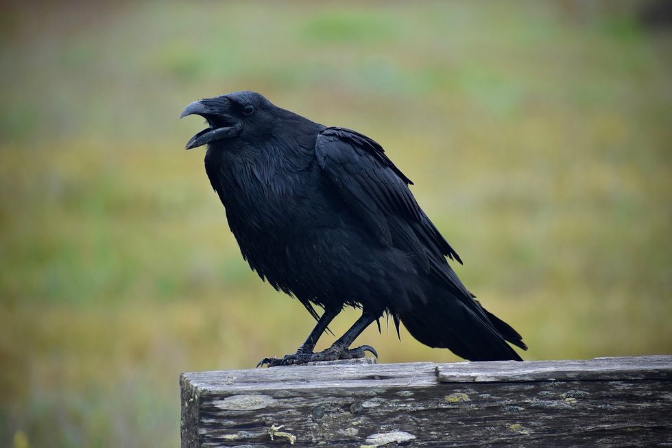 raven