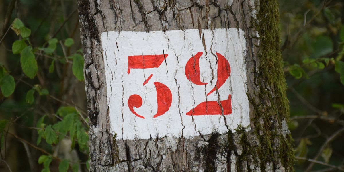 red and white 32 on a tree in the woods