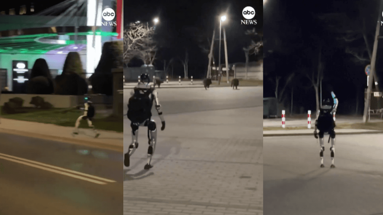 Robot chasing wild boars