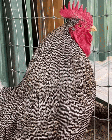 rooster GIF by Catskill Animal Sanctuary