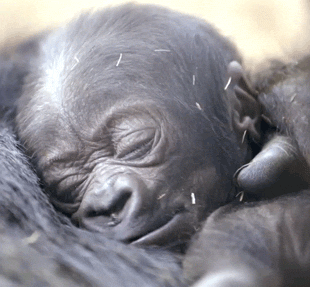 San Diego Zoo baby GIF
