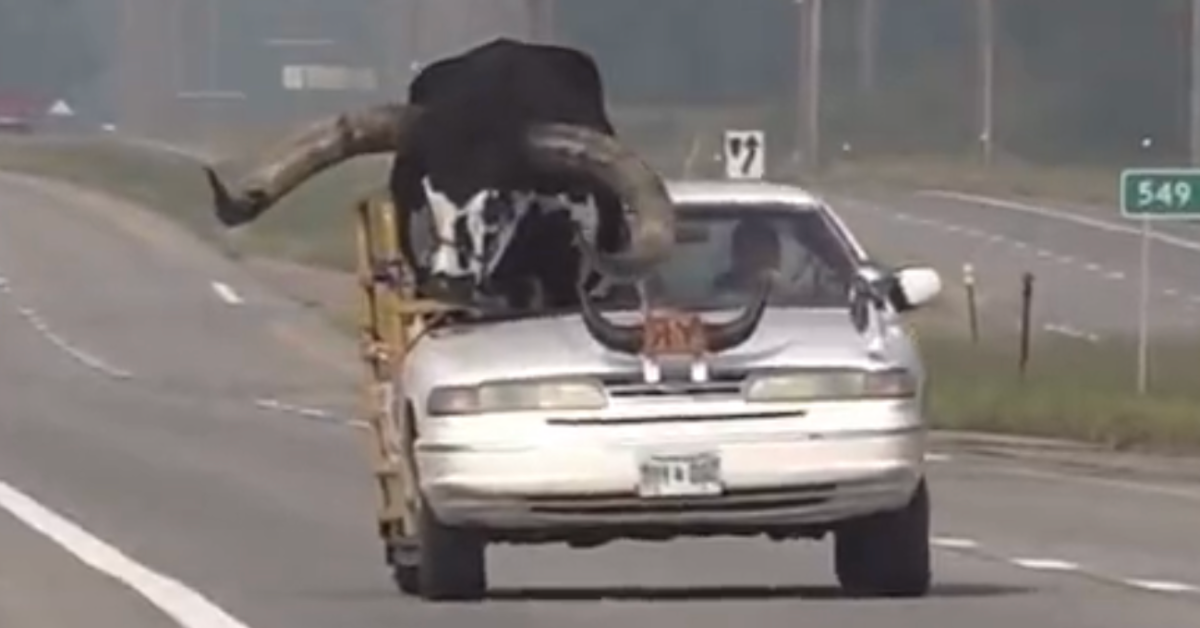 Screenshot from news report of Howdy Doody (the bull) riding in the front seat of a car