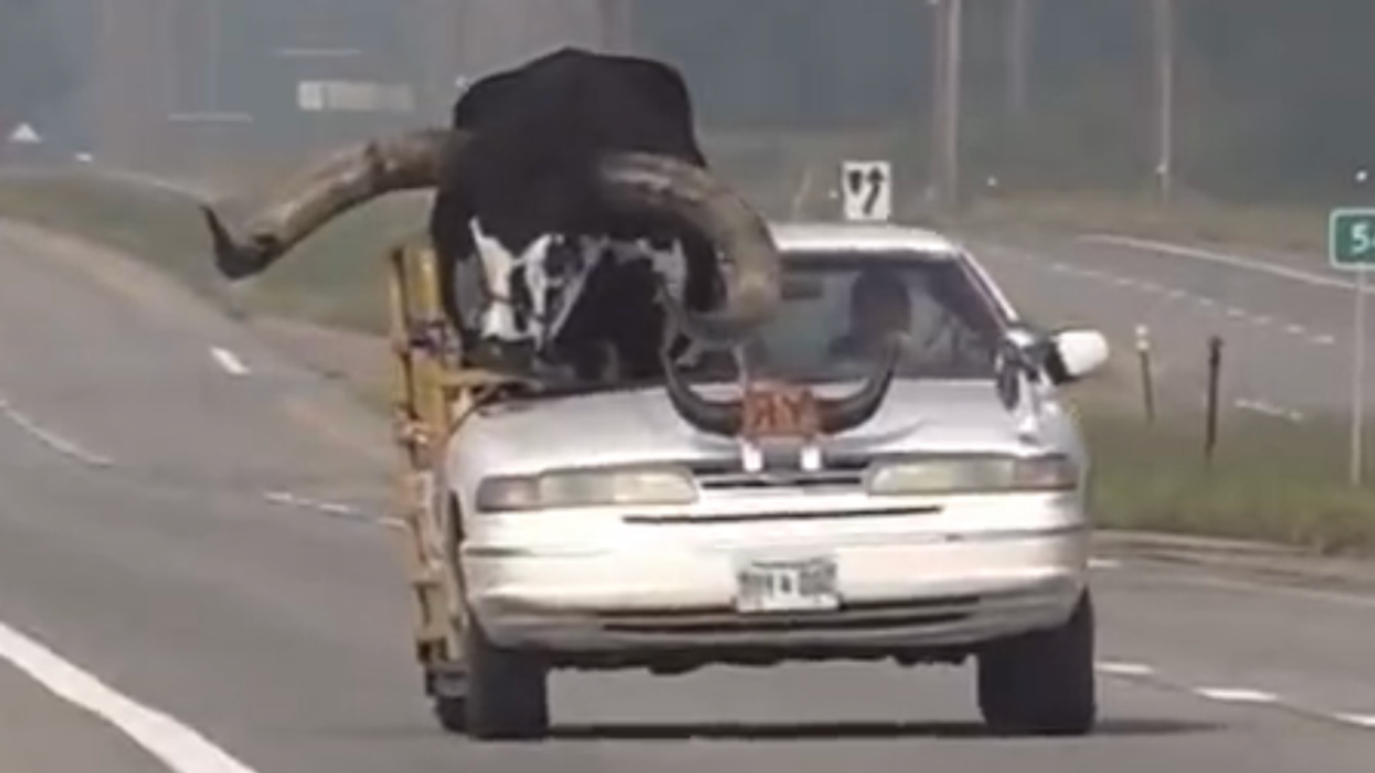Screenshot from news report of Howdy Doody (the bull) riding in the front seat of a car