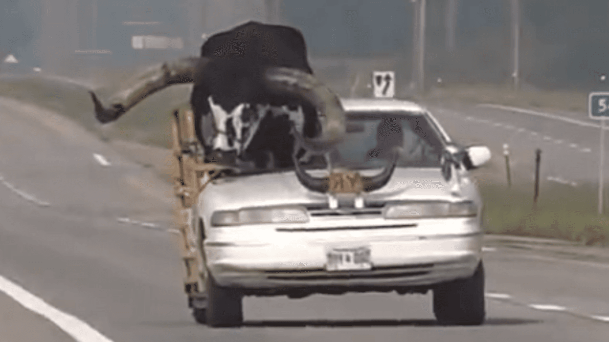 Screenshot from news report of Howdy Doody (the bull) riding in the front seat of a car
