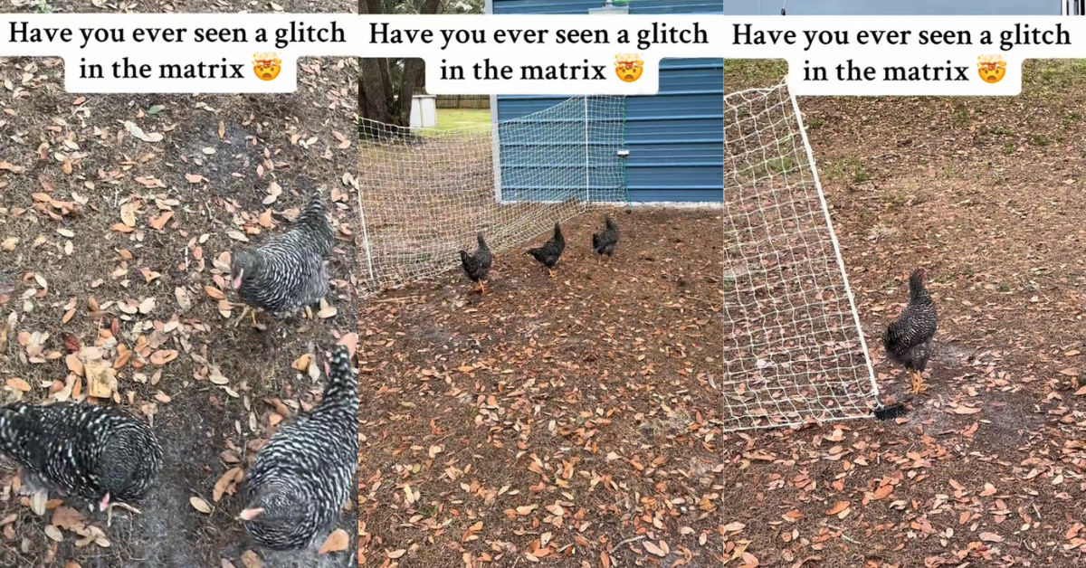 Screenshot from TikTok of the chickens freezing in place