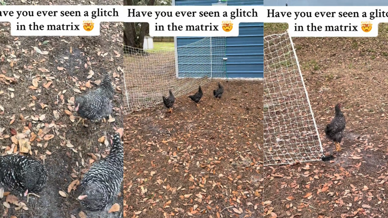 Screenshot from TikTok of the chickens freezing in place