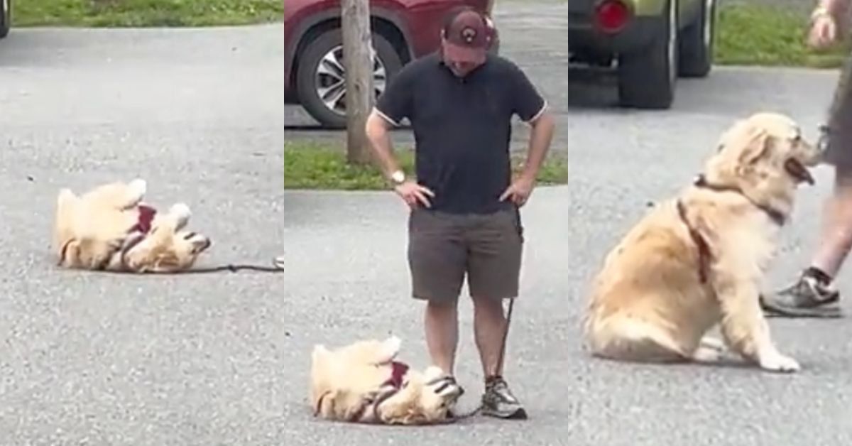 Screenshot images from TikTok video of a dog