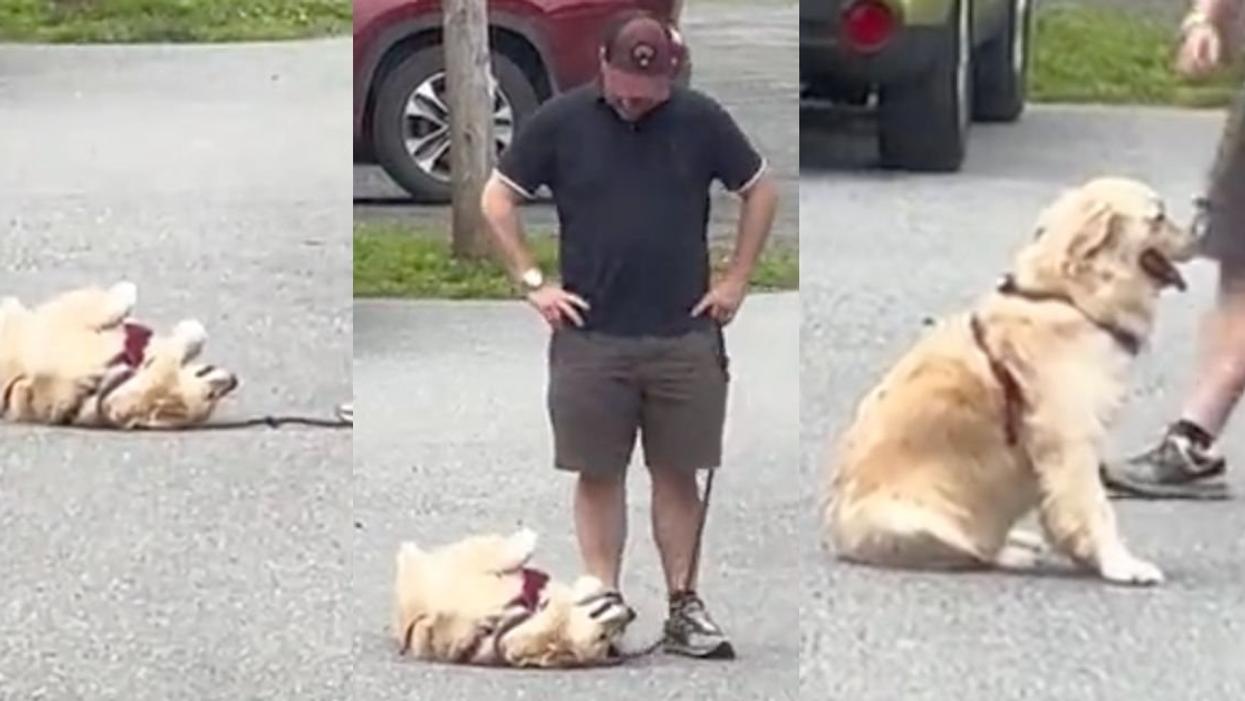 Screenshot images from TikTok video of a dog