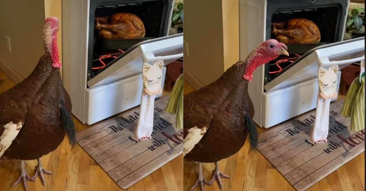 screenshot of live turkey looking at turkey roasting in oven