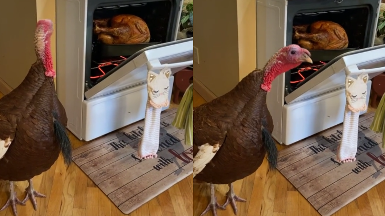 screenshot of live turkey looking at turkey roasting in oven