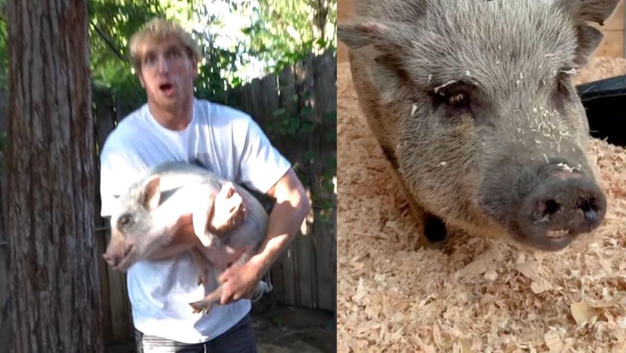 Screenshot of Logan Paul with his pet pig Pearl; Pearl after being rescued