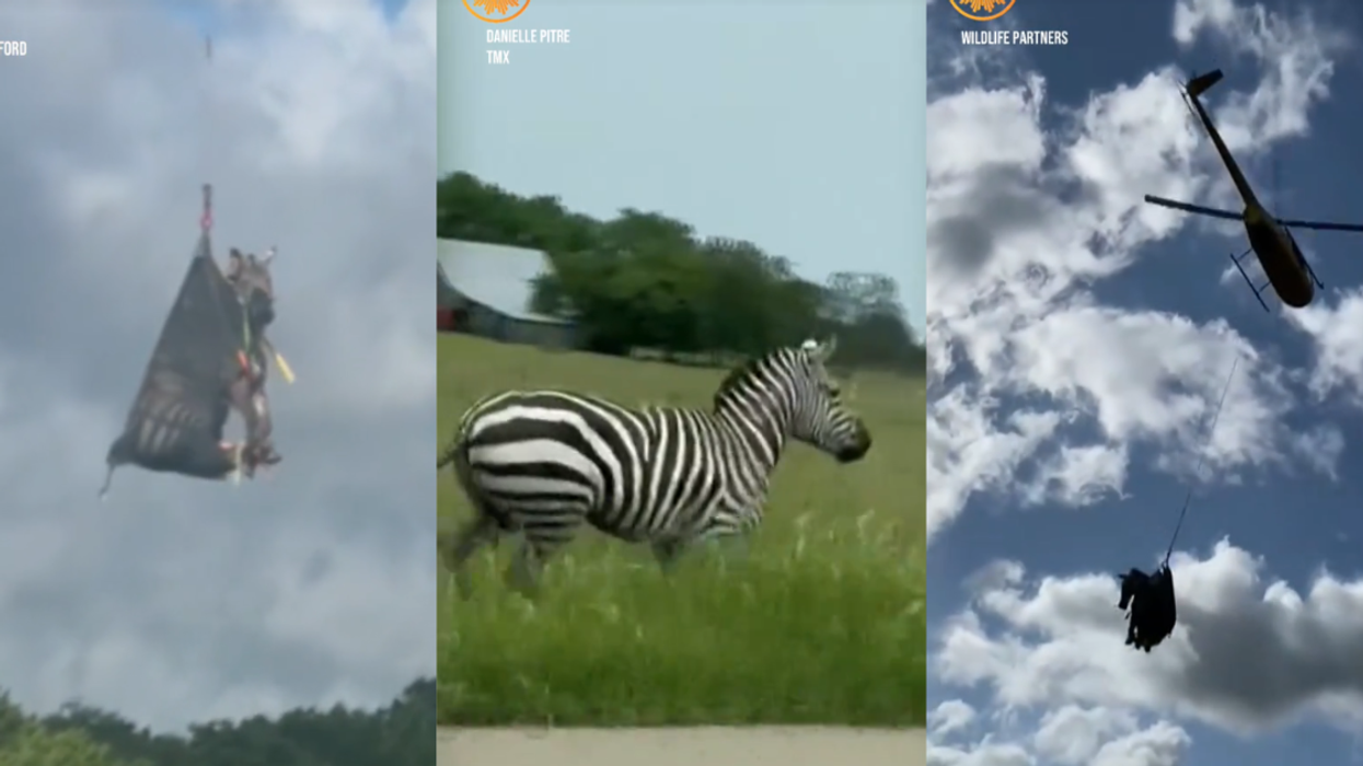 Screenshots from @cbsmornings' TikTok video of Ed the Zebra