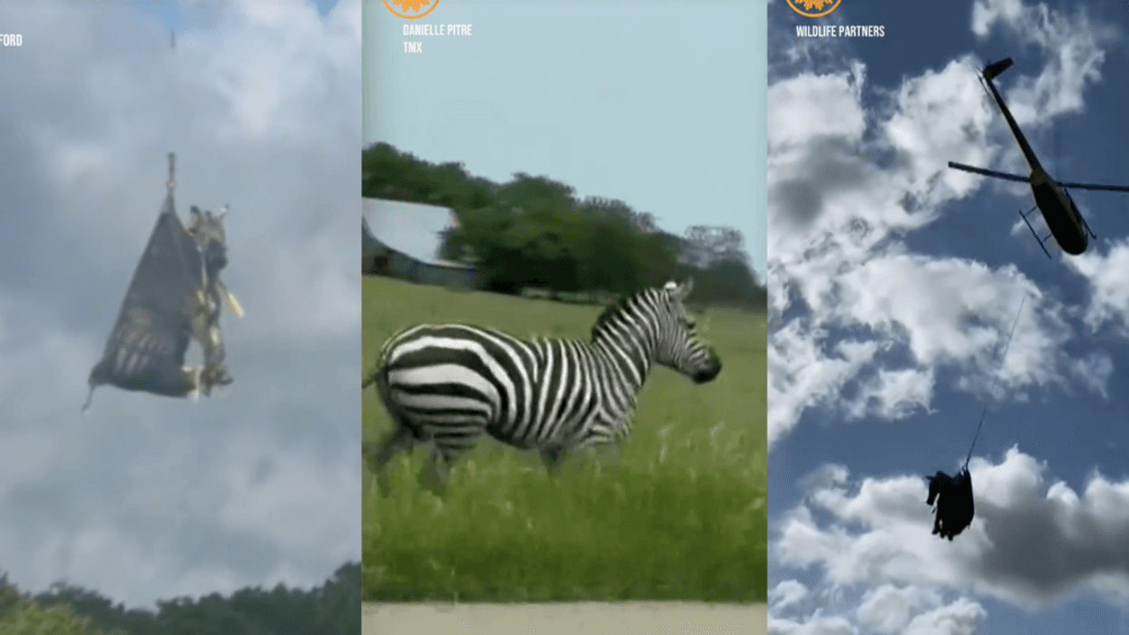 Screenshots from @cbsmornings' TikTok video of Ed the Zebra