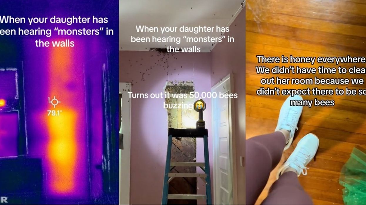 Screenshots from @classashley's TikTok videos