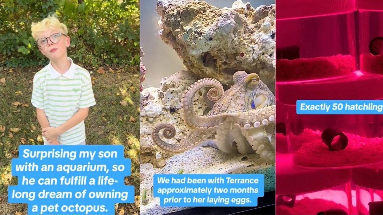 Screenshots from @doctoktopus' TikTok videos