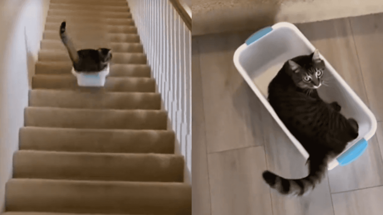 Screenshots from @tailbitpets' TikTok video