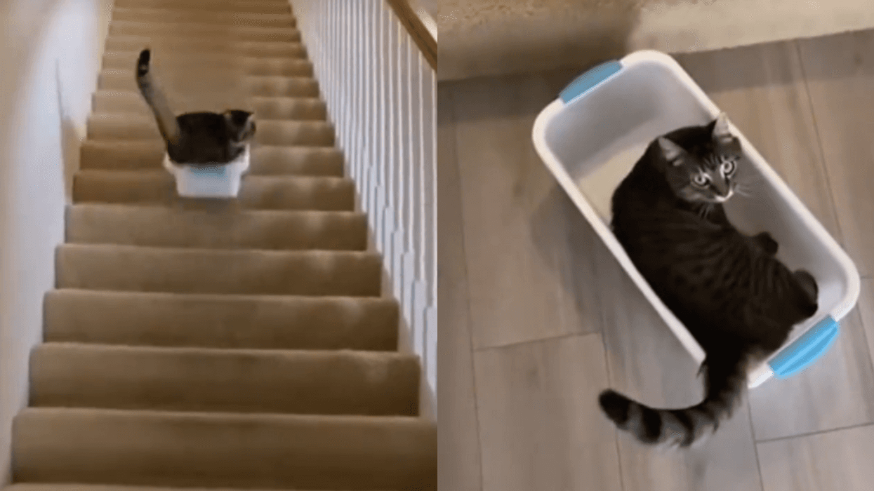 Screenshots from @tailbitpets' TikTok video
