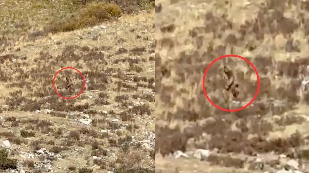 Screenshots from the video allegedly showing Bigfoot