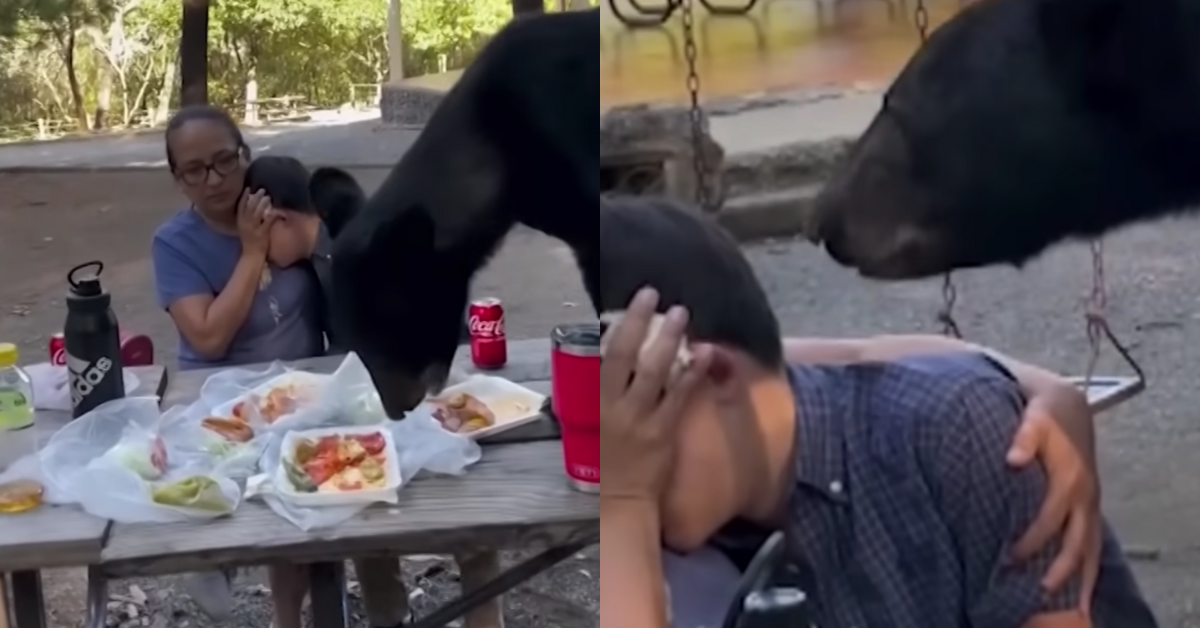 Screenshots from video of the mom shielding her son as the bear eats their food