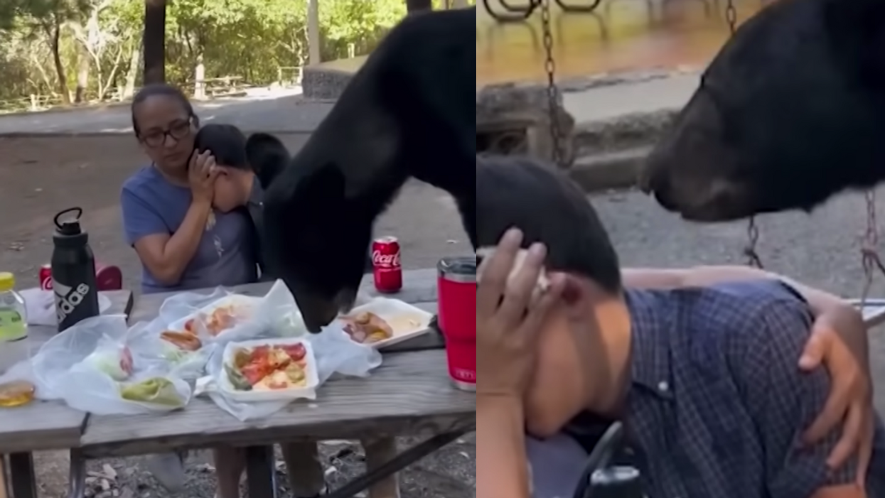 Screenshots from video of the mom shielding her son as the bear eats their food