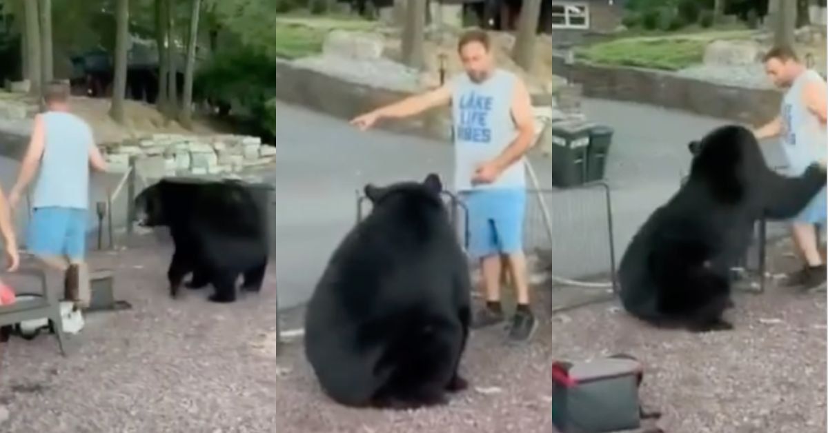 Screenshots of a man ushering a black bear off his property