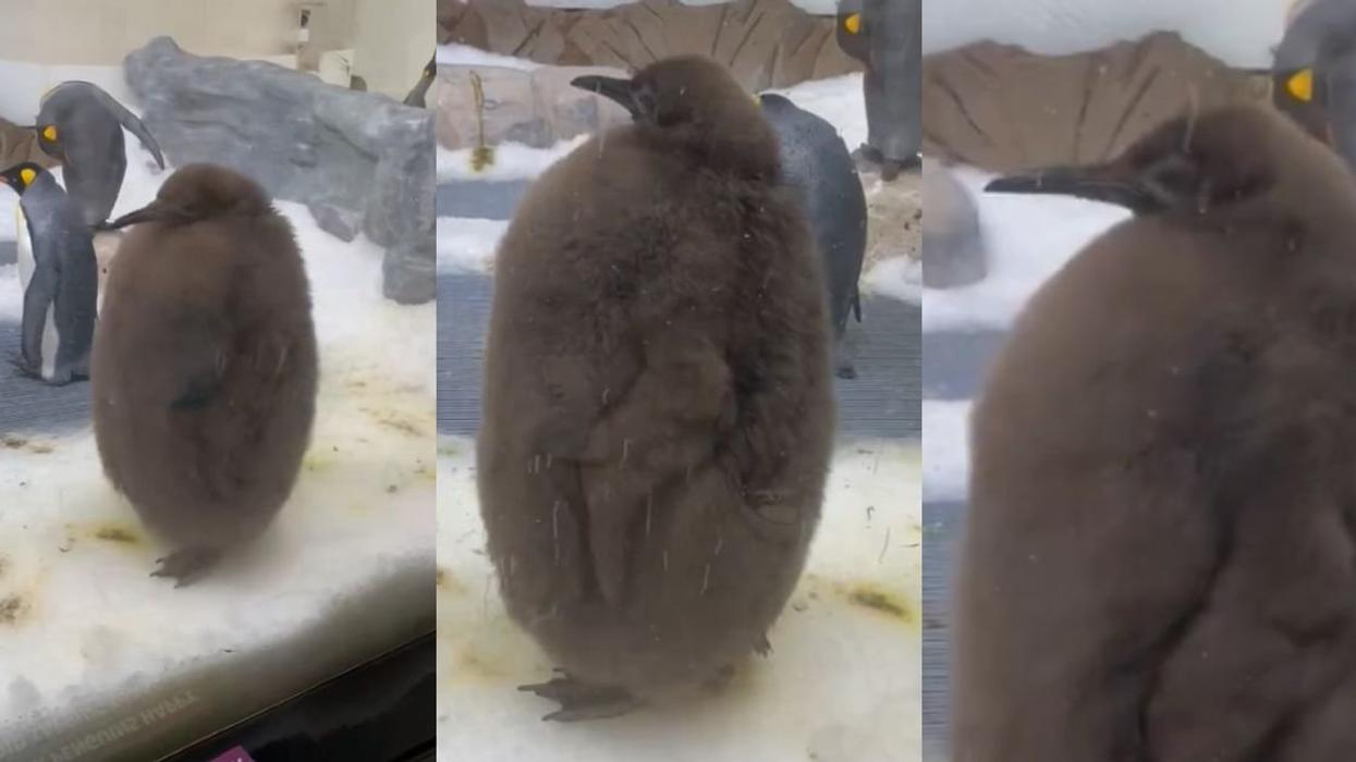 Screenshots of baby penguin named 'Pesto'