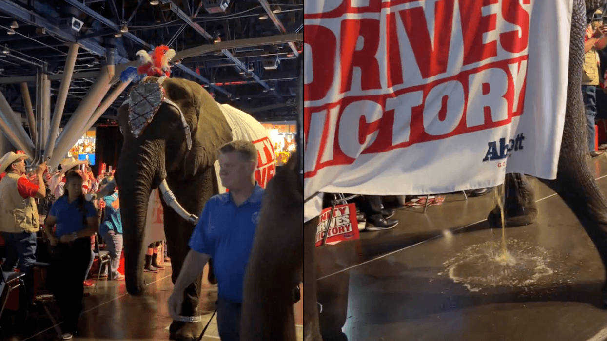 Screenshots of elephant that peed at the GOP convention
