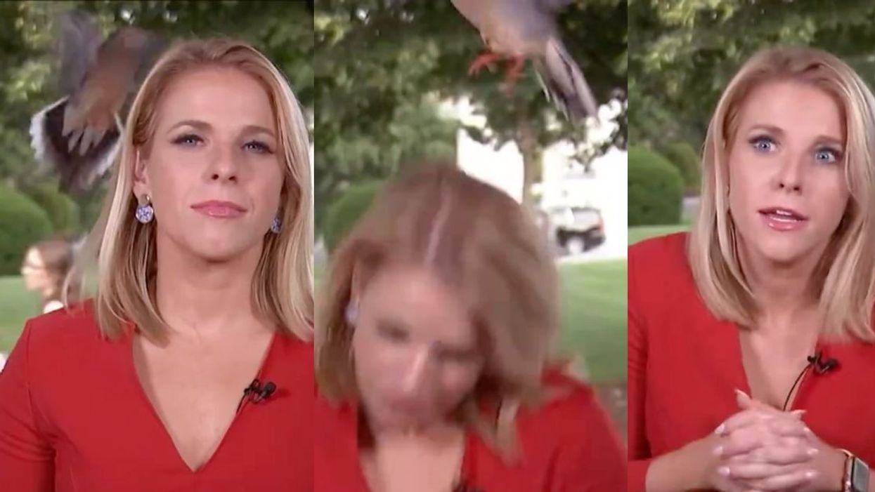 Screenshots of NewsNation reporter Kellie Meyer and a bird near her head