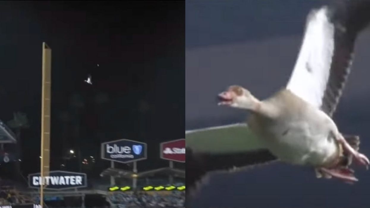 Screenshots of the goose