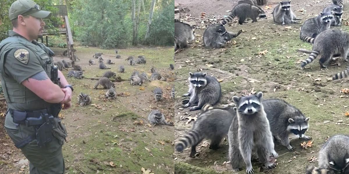 WA Woman's Home Swarmed By Up To 100 Raccoons: VIDEO - Comic Sands