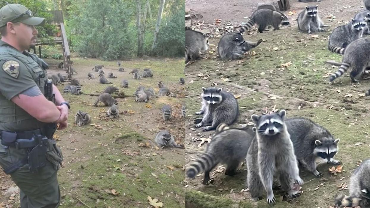 Screenshots of video of raccoon infestation in a residential field