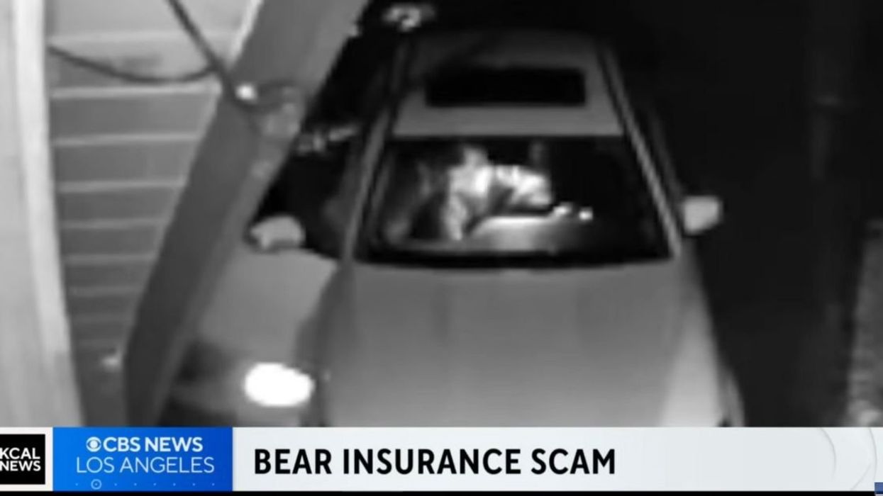 Security footage of alleged bear inside a car