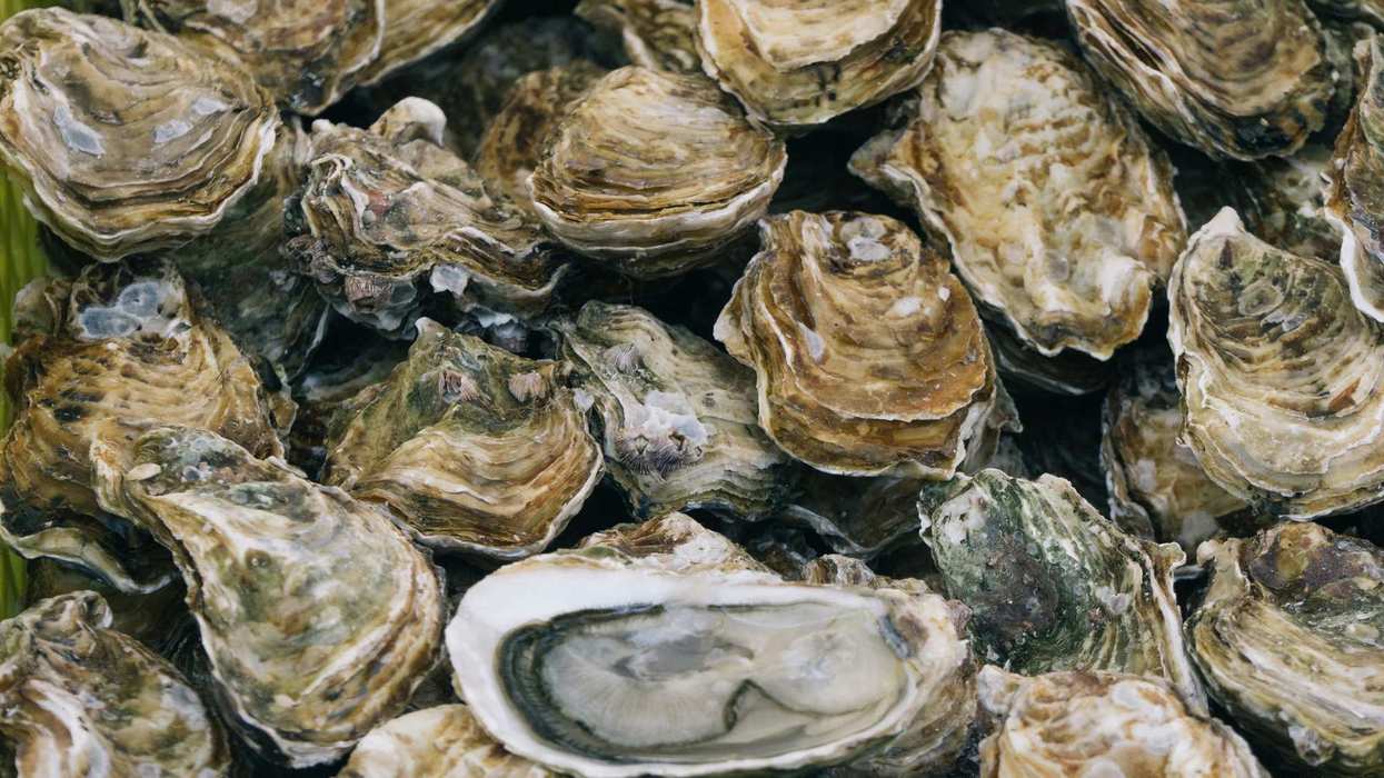 Turns Out Oysters Are Sensitive to Noise and We're Harming Them in So Many Ways