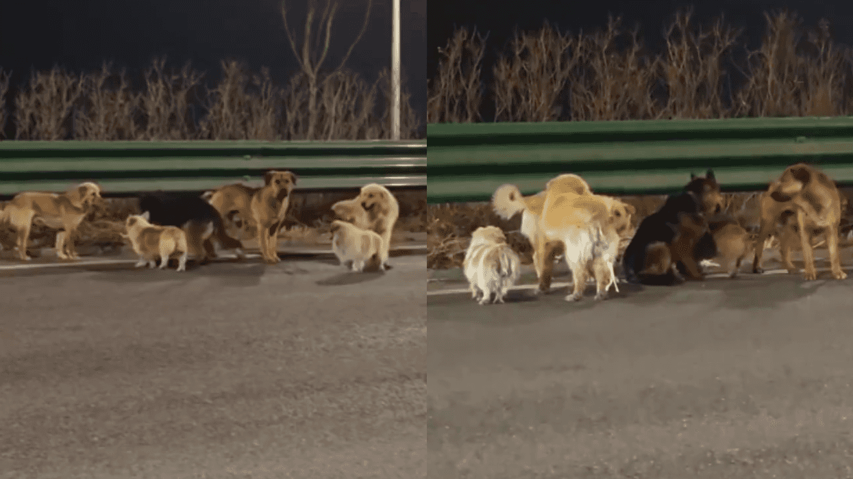 Seven dogs walking home to Changchun, Jilin province, China
