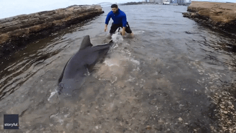 Shark Week GIF by Storyful