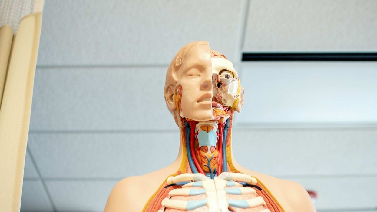 Shot of a plastic model of the human body. Only the torso up is shown. The ribcage, the neck muscles are exposed, and only half of the face has skin.