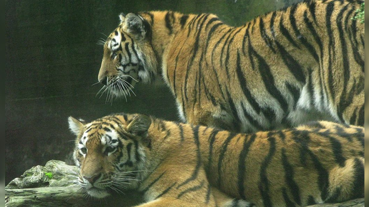 Siberian tigers at Aalborg Zoo in Denmark