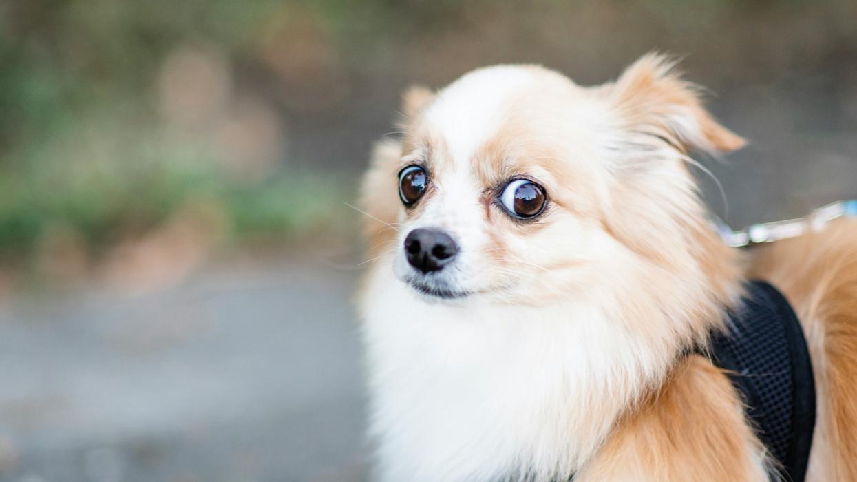 Small dog who looks shocked